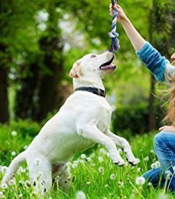 BUIBIIU Dog Toys Small Dog Chew Toys Dog Teething Toys Squeaky Toys Chihuahua Pomeranian Corgi and PoodlesToys 6 PCS 6