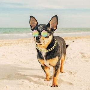 Gold Dog Chain Collar Summer Dog Collar Boy,Chihuahua Collar Small, Dog Collar with Sunglasses for Small Dogs, Puppy Collars for Doggie Cat Stainless Steel with Zirconia Link Necklace Chain 2