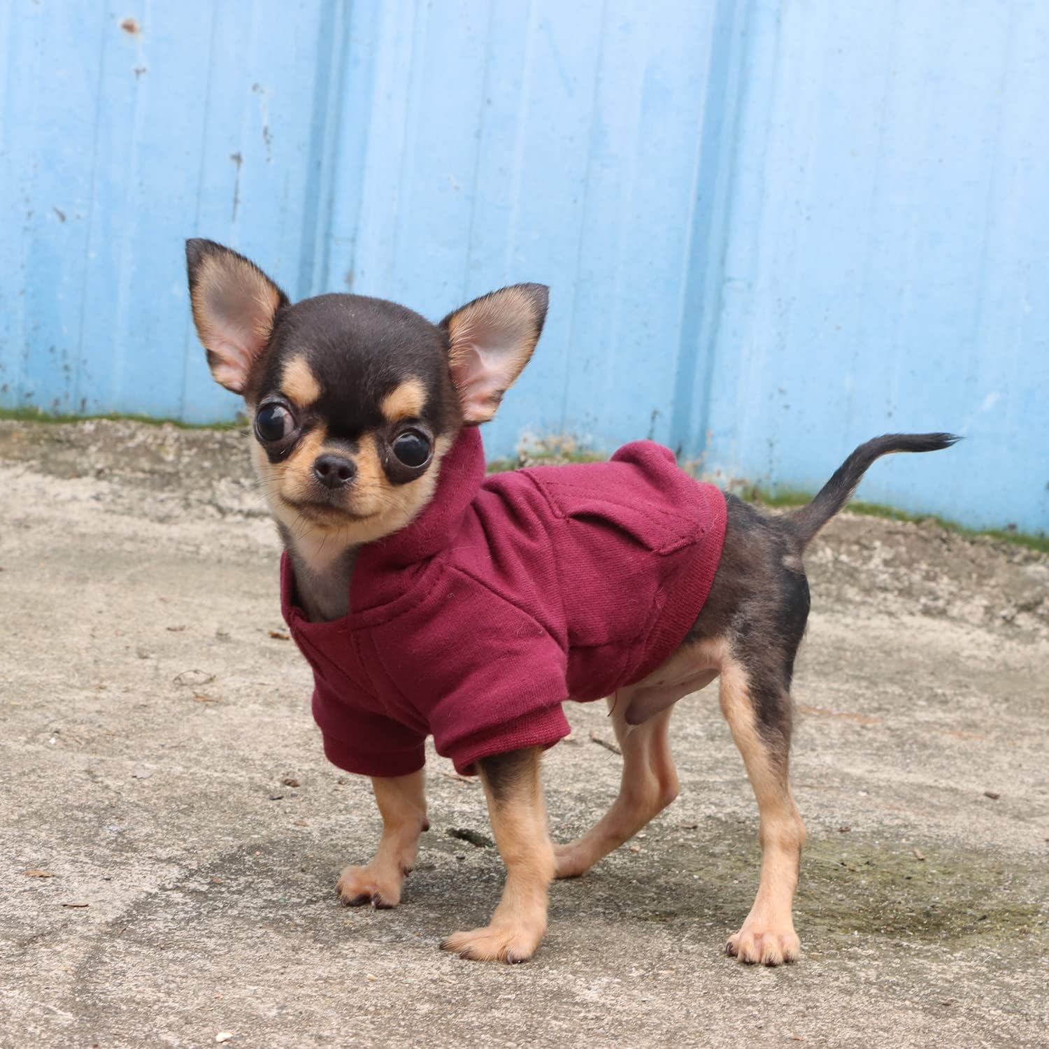 LOPHIPETS Dog Hoodies Sweatshirts for Small Dogs Teacup Chihuahua Yorkie Puppy Clothes 7