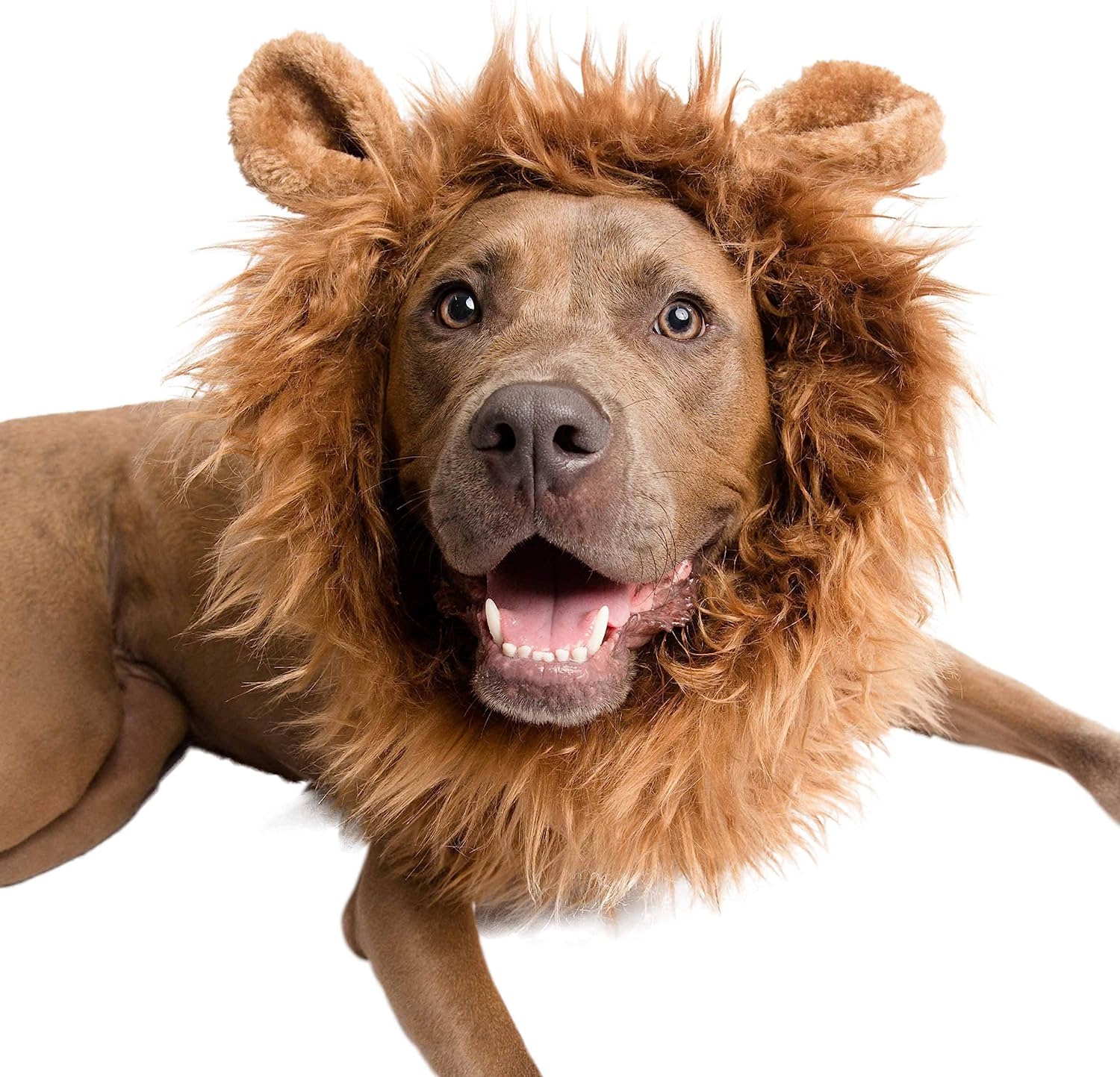 Pet Krewe Dog Lion Mane Halloween Costume 4