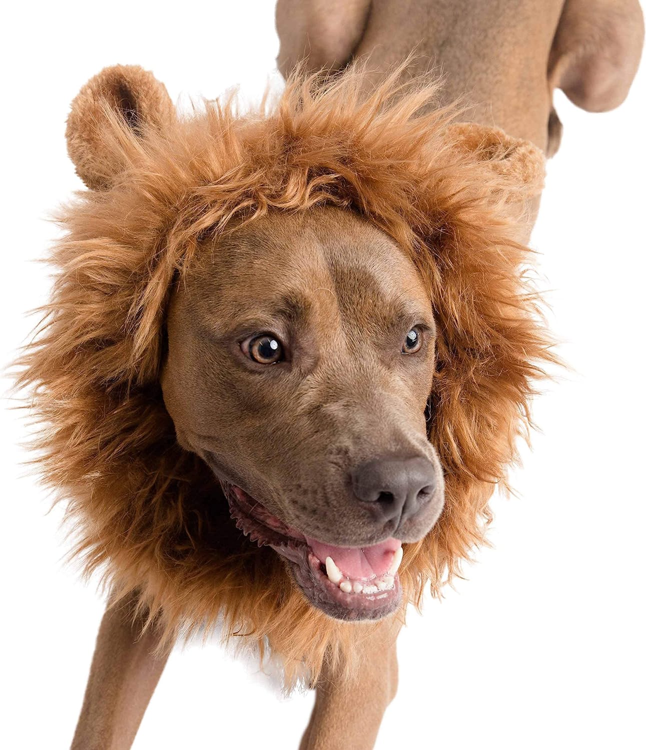 Pet Krewe Dog Lion Mane Halloween Costume 5