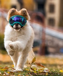 Rex Specs V2 Dog Goggles (X-Small, Neon Green) 4