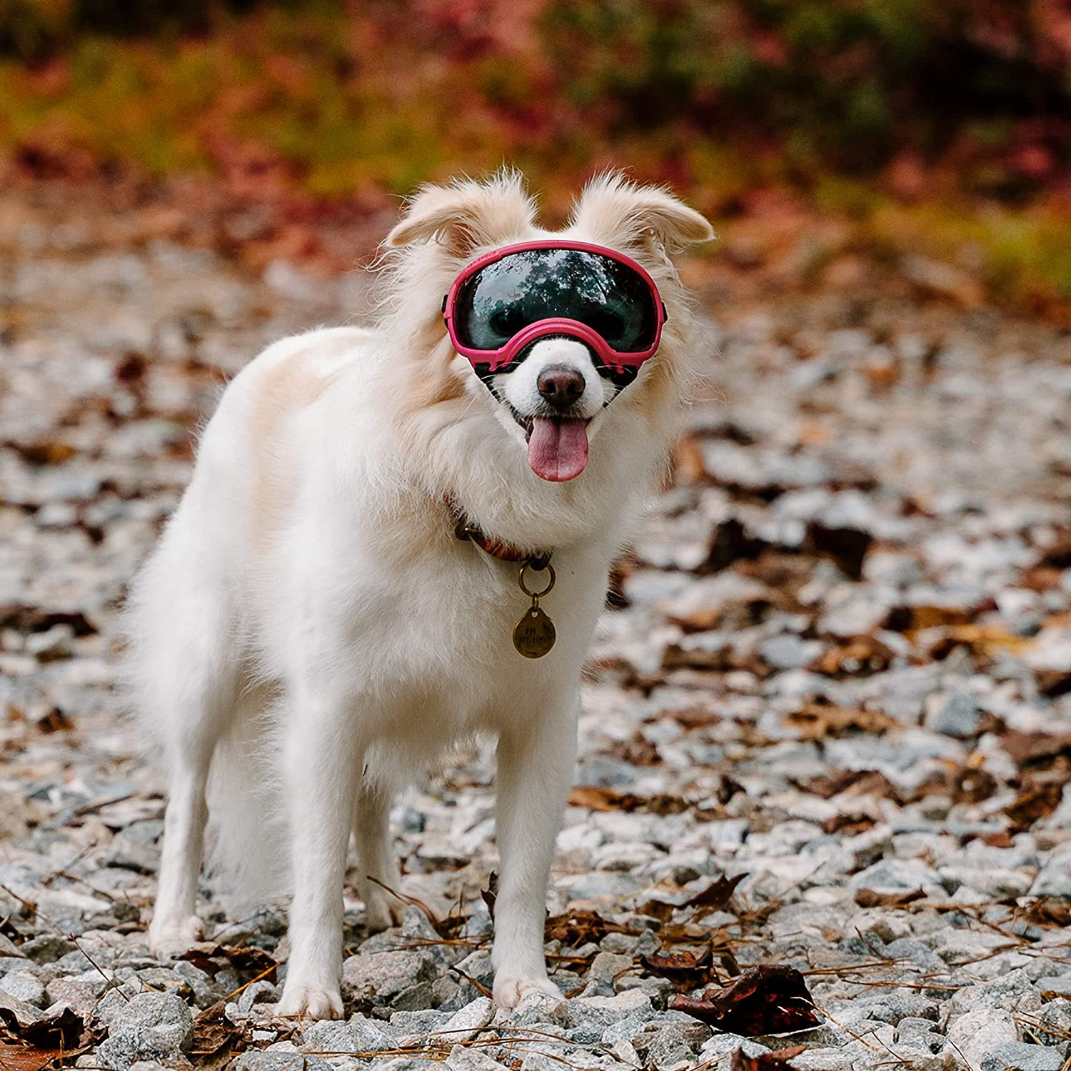 Rex Specs V2 Dog Goggles (X-Small, Neon Green) 6
