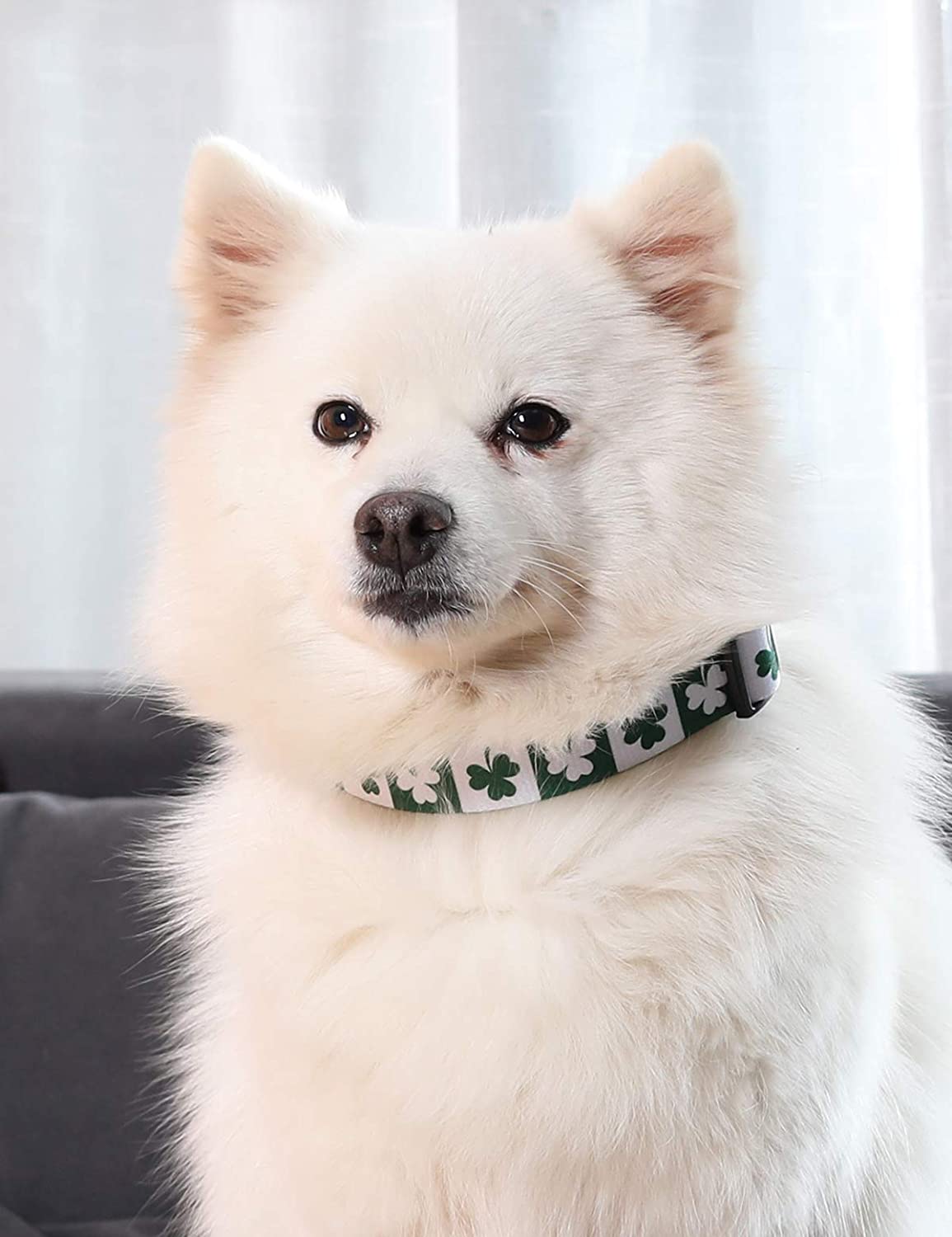 Coomour St. Patrick's Day Dog Collar with pet Funny Clover Printing Adjustable Leash for Small Medium Large Dogs Cats Pets Collars Set (Small) 2