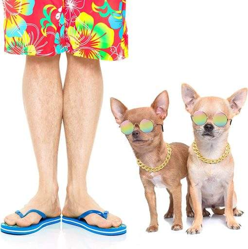 Gold Dog Chain