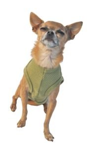 aye aye chihuahua 1