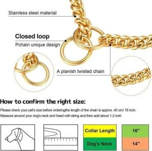 chihuahua gold 1