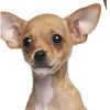 Healthy Breeds Chihuahua Bright Whitening Shampoo 12 oz