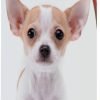 Healthy Breeds Chihuahua Tearless Puppy Dog Shampoo 16 oz - 1