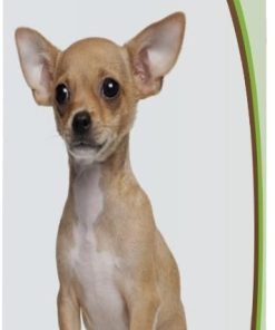 Healthy Breeds Chihuahua Avocado Herbal Dog Shampoo 16 oz
