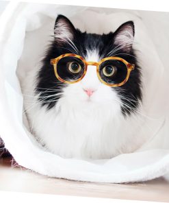 Toddmomy 4pcs Cat Cosplay Supplies Retro Dog Sunglasses Decorative Pet Sunglasses Dog Eyewears Dolls Round Sunglasses Pet Dog Glasses Eye Glasses Cat Dog Sunglasses Plastic Small Pet Cute - 3