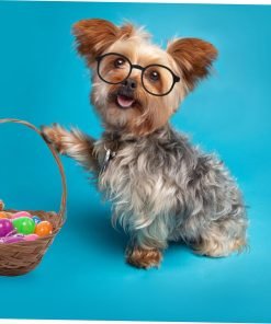 Toddmomy 4pcs Cat Cosplay Supplies Retro Dog Sunglasses Decorative Pet Sunglasses Dog Eyewears Dolls Round Sunglasses Pet Dog Glasses Eye Glasses Cat Dog Sunglasses Plastic Small Pet Cute - 8