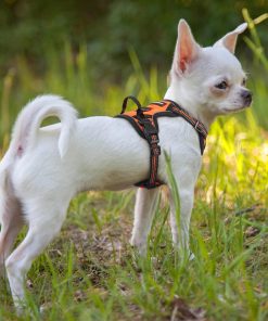 rabbitgoo Dog Harness, No-Pull Pet Harness with 2 Leash Clips, Adjustable Soft Padded Dog Vest, Reflective No-Choke Pet Oxford Vest with Easy Control Handle for Small Dogs - 9
