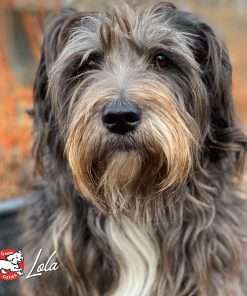 Fromm Four-Star Nutritionals Zealambder Dog Food - Premium Dry Dog Food - Lamb Recipe - 12 lb - 9