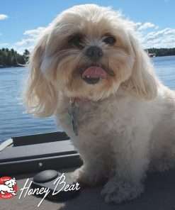 Fromm Four-Star Nutritionals Shredded Beef in Gravy Entrée Dog Food - Premium Wet Dog Food - Beef Recipe - Case of (12) 12 oz Cans - 10