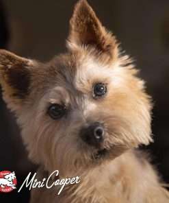 Fromm Frommbo Gumbo Hearty Stew with Beef Sausage Dog Food - Premium Wet Dog Food - Beef Recipe - Case of (12) 12.5 oz Cans - 10