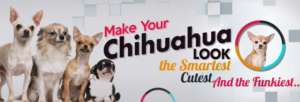 make your chihuahua look smartest