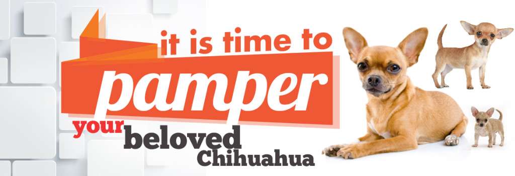pamper your beloved chihuahua