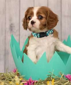 ARING PET Easter Dog Collar-Cute Green Easter Eggs Dog Collar, Adjustable Carrot&Rabbit Pet Collars Puppy Collar Gifts with Quick Release Buckle for Girl&Boy Dogs - 5