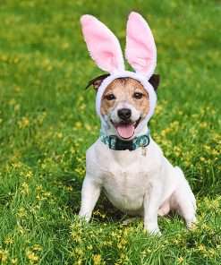 ARING PET Easter Dog Collar-Cute Green Easter Eggs Dog Collar, Adjustable Carrot&Rabbit Pet Collars Puppy Collar Gifts with Quick Release Buckle for Girl&Boy Dogs - 6