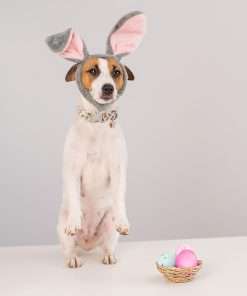 Easter Dog Collar, Cute Carrot Print Dog Collars,Soft Durable Adjustable Colorful Carrot Pet Collar, Cute Easter Collar Gifts for Small Medium Large Dogs - 5