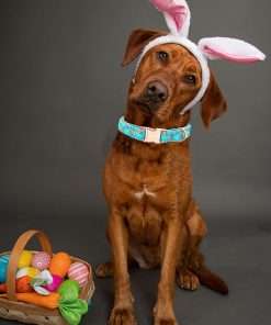 Lionheart glory Easter Dog Collar Colorful Collar for X-Small Dog Collars Easter Egg Print Dog Collars Spring Female or Male Pet Gift Adjustable Heavy-Duty Puppy Collar Holiday - 4