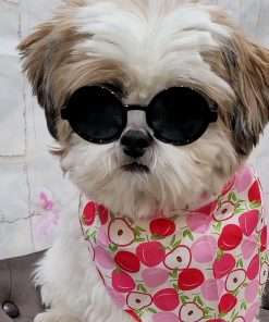 G016 Small Breed Dog up to 15lbs Pet Cat Round Tiny Sunglasses (Black) - 3
