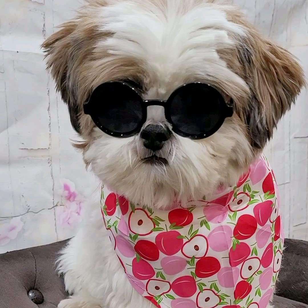 G016 Small Breed Dog up to 15lbs Pet Cat Round Tiny Sunglasses (Black) - 3 G016 Small Breed Dog up to 15lbs Pet Cat Round Tiny Sunglasses (Black) - 3