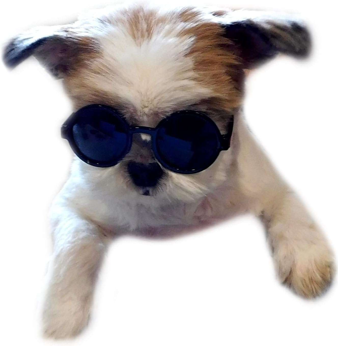 G016 Small Breed Dog up to 15lbs Pet Cat Round Tiny Sunglasses (Black) - 5 G016 Small Breed Dog up to 15lbs Pet Cat Round Tiny Sunglasses (Black) - 5