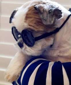 G016 Small Breed Dog up to 15lbs Pet Cat Round Tiny Sunglasses (Black) - 6