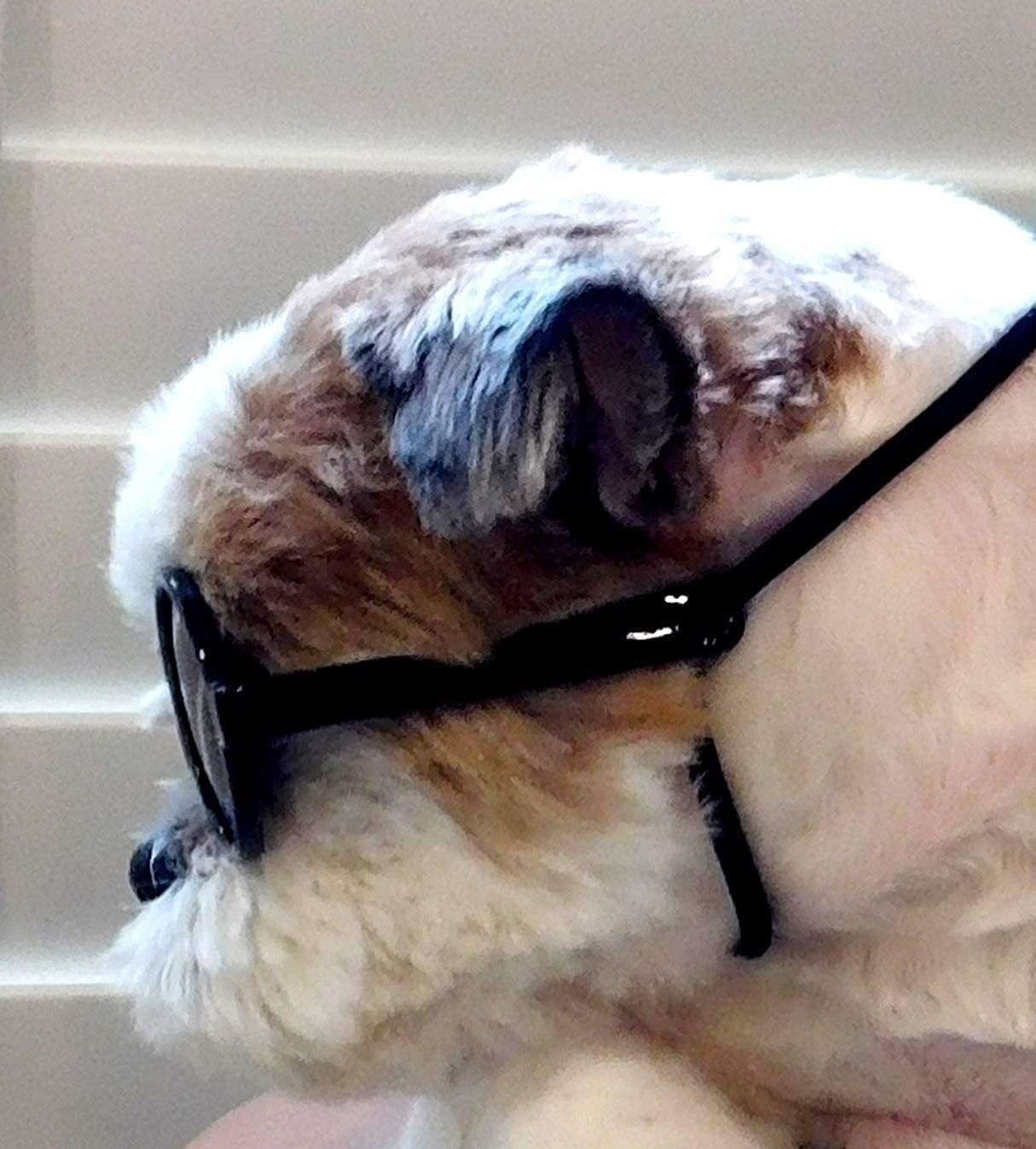 G016 Small Breed Dog up to 15lbs Pet Cat Round Tiny Sunglasses (Black) - 8 G016 Small Breed Dog up to 15lbs Pet Cat Round Tiny Sunglasses (Black) - 8