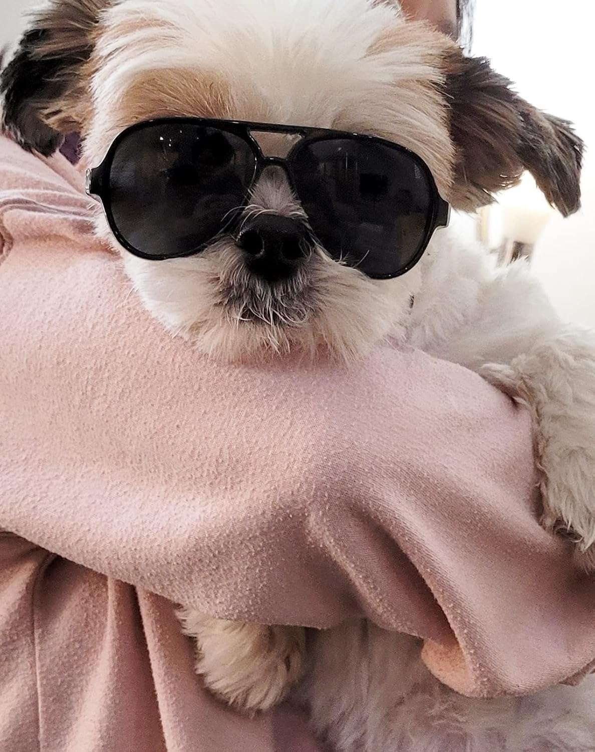G029 Small Dog Breed up to 15lbs Cat Pet Aviator Sunglasses Glasses (Black) - 2 G029 Small Dog Breed up to 15lbs Cat Pet Aviator Sunglasses Glasses (Black) - 2