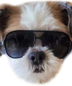 G029 Small Dog Breed up to 15lbs Cat Pet Aviator Sunglasses Glasses (Black) - 6