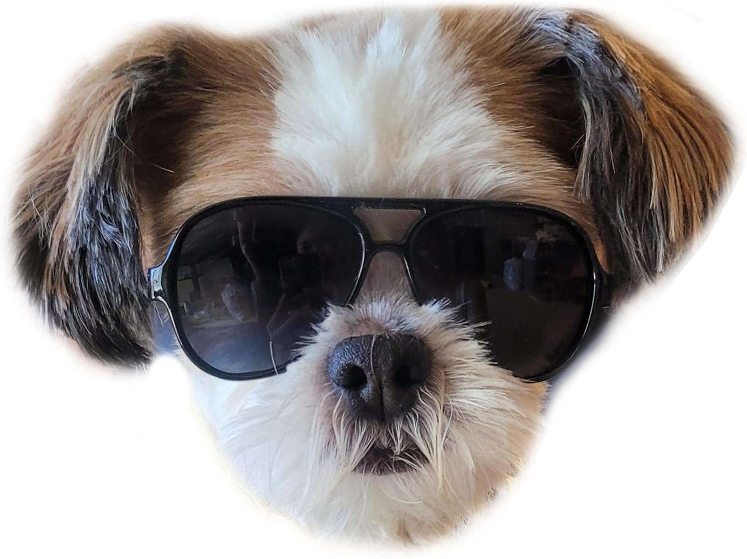 G029 Small Dog Breed up to 15lbs Cat Pet Aviator Sunglasses Glasses (Black) - 6 G029 Small Dog Breed up to 15lbs Cat Pet Aviator Sunglasses Glasses (Black) - 6