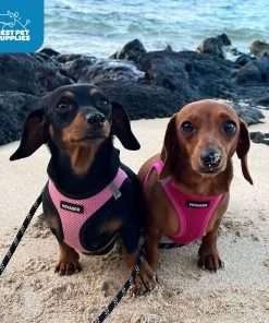 Best Pet Supplies Voyager Step-in Air Dog Harness - All Weather Mesh, Reflective, No Pull Harness for Small, Medium Dogs, Cats - Secure with Hook & Loop Fastener, Buckle, Double D-Rings - 9