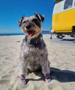 QUMY Dog Shoes for Small Dogs, Puppy Dog Boots & Paw Protectors for Winter Snowy Day, Summer Hot Pavement, Waterproof in Rainy Weather, Ourdoor Walking - 6