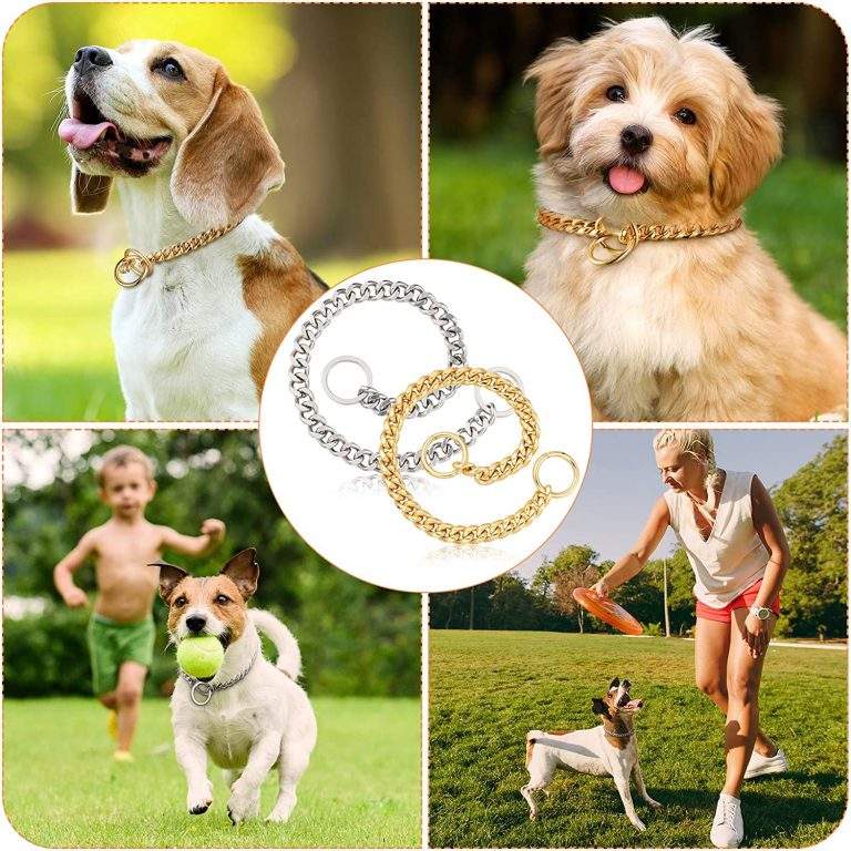 Premium Chihuahua Products