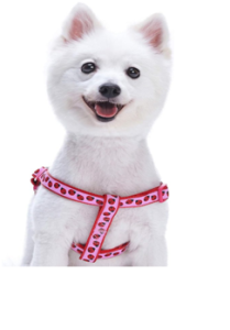 Designer Dog Harness Online