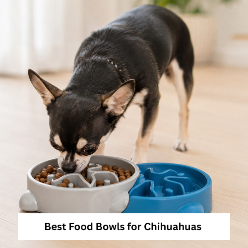Best Food Bowls for Chihuahuas Buying Guide and Tips
